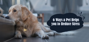 6 Ways a Pet Helps You to Reduce Stress