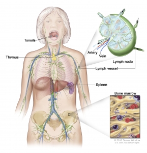 Indolent Lymphoma Market Size, Share, Trends, Industry Report 2024-34