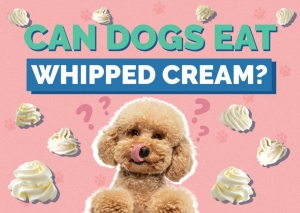 Can Dogs Eat Whipped Cream? 