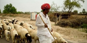 Unveiling the Unique Charm of Bishnoi Village Safari in Jodhpur