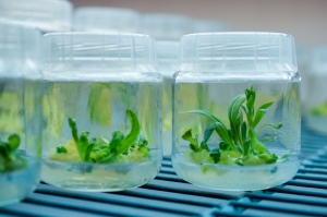 Plant Tissue Culture Market