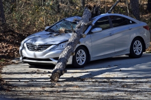 fallen tree branch on car