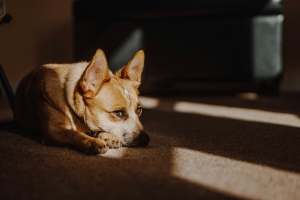 Why Every Dog Needs Bifidobacterium Longum: The Probiotic for Digestive Wellness