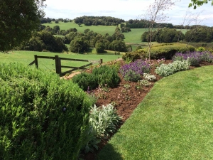 Consider These 4 Small Trees For Your Landscape