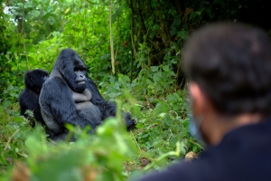 Gorilla Trekking on the top list of Rwanda Wildlife Tours