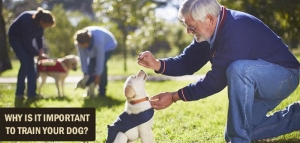 Why Should You Train Your Dog?