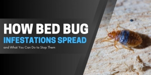 How Bed Bug Infestations Spread and What You Can Do to Stop Them