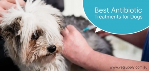 Best Antibiotic Treatments for Dogs