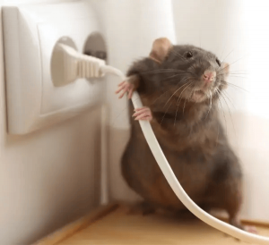 How to Handle Rodent Infestations in Brentwood: Tips for Rat and Mice Removal