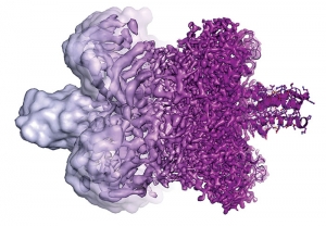 Cryo-Electron Microscopy Revolutionizes Structural Biology