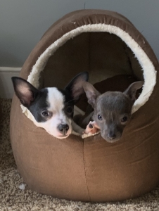 Finding the Perfect Companion: Chihuahuas for Sale in Alabama