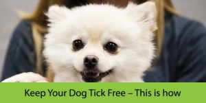 Keep Your Dog Tick Free – This is how