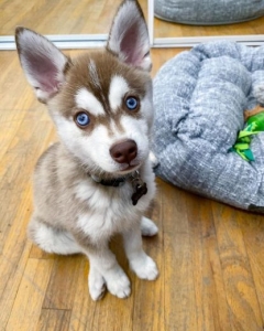 Discover the Adorable Klee Kai Puppies at Kathrine Pet Shop: Your Perfect Companion Awaits!