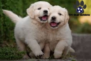English Cream Golden Retrievers Puppies: Where to Find Them