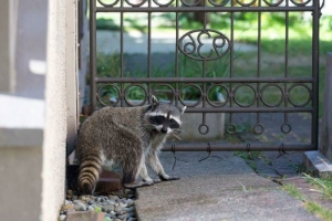 Raccoon Removal in Houston: What You Need to Know to Protect Your Family 