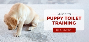 Guide to Puppy Toilet Training