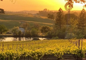 Mulled Wine & S’mores: A Cozy Tradition at Fenton Herriott Vineyards