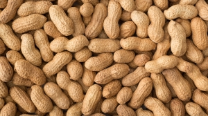 Peanuts Prices, Trend, Chart, News, Monitor and Historical Data