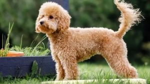 Apricot Poodles & Goldendoodles: Your Perfect Family Companion