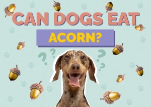 Can Dogs Eat Acorns? 
