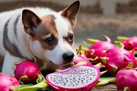 Can Dogs Eat Dragon Fruit? 