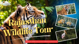 The Ultimate 7-Day Rajasthan Wildlife Tour Itinerary