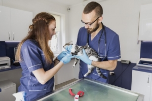 Maximize Veterinary Client Satisfaction with After-Hours Teletriage Support