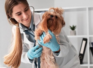 What Vaccinations Are Required for Pets in Winnipeg?