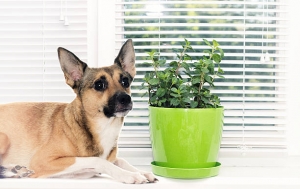 Can Dogs Eat Mint? 