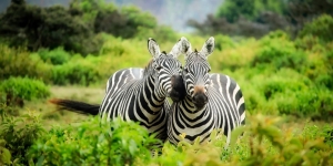 Affordable Kenya Safari Packages