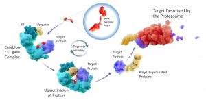 Targeted Protein Degradation: Market Value to Triple by 2035