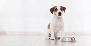 Dog Treat Bundles Your Canine Will Love