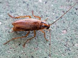 Top Cockroach Control Services in East London- Pest Masters