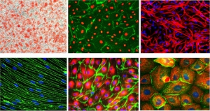 Emerging Technologies Create New Opportunities for Human Primary Cells