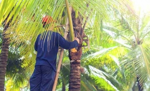 Tree Pruning In Van Nuys: Maintaining The Health And Beauty Of Your Trees