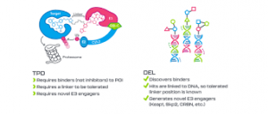 Targeted Protein Degradation: A Rapidly Expanding Market with High Growth Potential