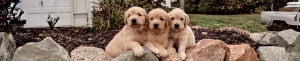 Why Shih Tzu Puppies Are the Perfect Companion for Indiana Families