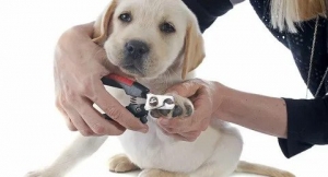 Trimming Your Puppy's Nails Made Easy with These Top-Rated Dog Nail Clippers and Grinders In UK