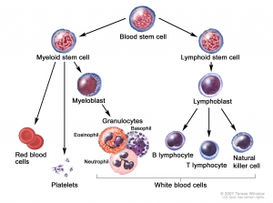 Acute Lymphoblastic Leukemia Market Share, Industry Trends, Forecast 2024-34
