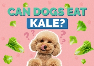 Can Dogs Eat Kale?