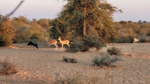 Plan Your Bishnoi Village Safari: Cooking Classes, Art Tours & Homestays in Jodhpur