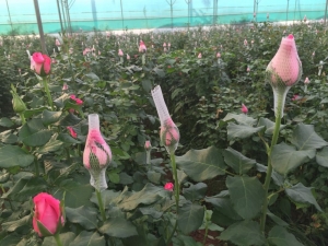An Introduction to Rose Farming in India 