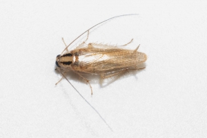 What to Expect from an Effective Roach Pest Control Service