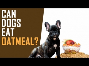 Can Dogs Eat Oatmeal? Safe Recipes