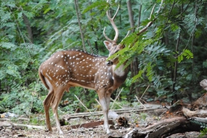 Chennai Top 10 Parks: A Green Oasis in the Heart of the City