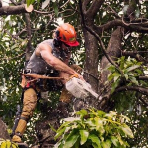 Creating a Safer Environment for Your Family by Clearing Tree Debris