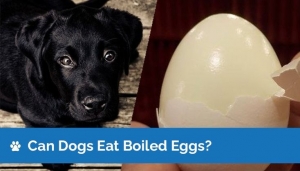 Can Dogs Eat Hard-Boiled Eggs?