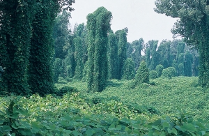 How MyTrees Can Simplify Tree Management for Homeowners and Businesses