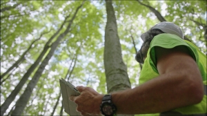 The Importance of Professional Tree Surveys for Your Property
