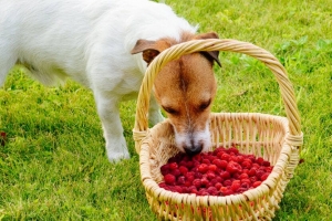 Can Dogs Eat Raspberries Without Issues?